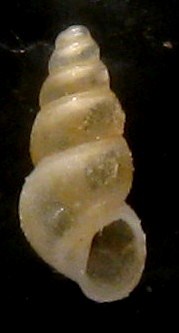 Tarifa 5